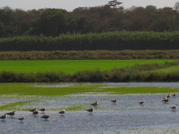 Ducks in a lake