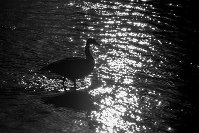 High angle view of swan swimming in water