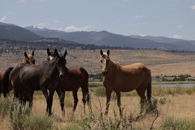 Horses standing on field against sky