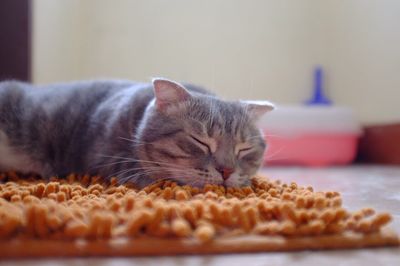 Close-up of cat sleeping