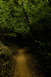 Footpath amidst trees in forest