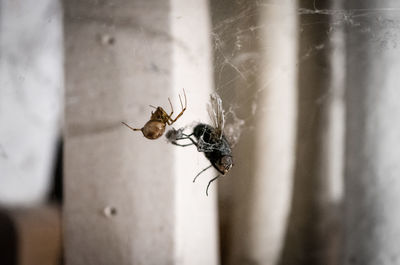 Close-up of spider on web