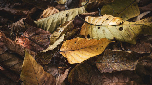 Dry autumnleave fall down and pile up on the ground