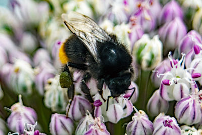Close-up of bee pollinating on pink flower