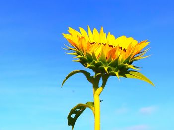 Close-up of sunflower against blue sky