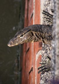 Close-up of lizard on wood