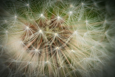 Close-up of dandelion on plant