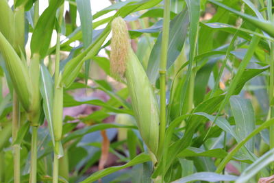 Close-up of fresh green plant