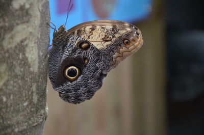 Close-up of butterfly on a tree