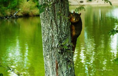Bird on tree trunk by lake