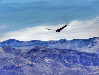 Low angle view of bird flying in mountains against sky