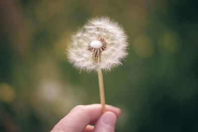 Close-up of hand holding dandelion