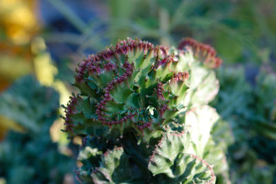 Close-up of flowers blooming outdoors