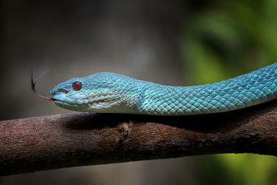 Close up of the exotic and venomous viper snake blue insularis - animal reptile photo series