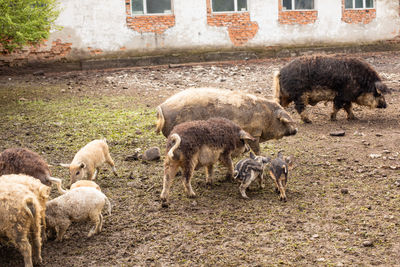 Sheep in a field