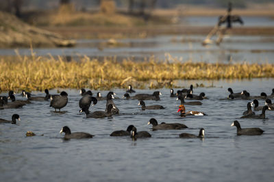 Ducks swimming in lake