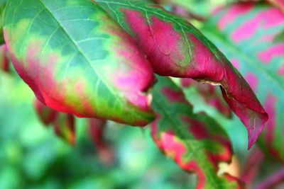 Close-up of pink flowering plant