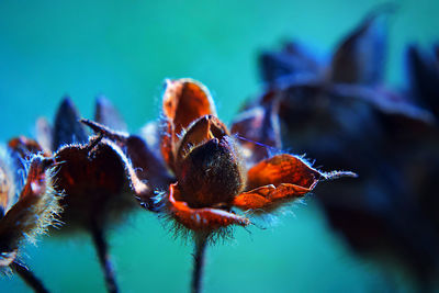 Close-up of insect on flower