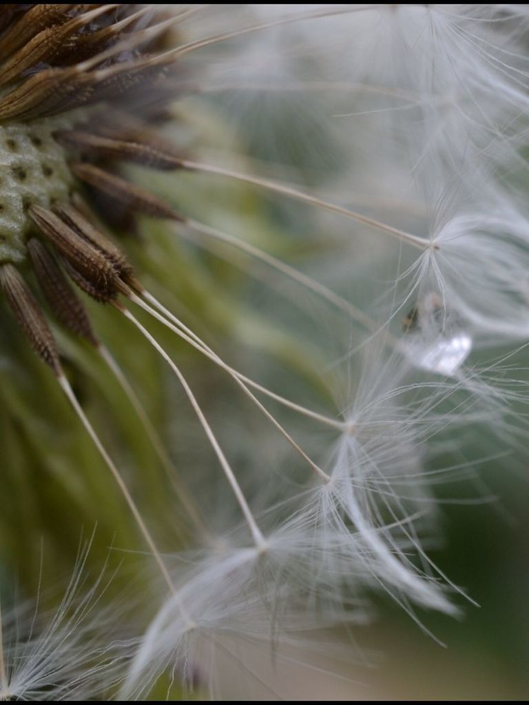 dandelion, flower, fragility, growth, close-up, freshness, nature, beauty in nature, flower head, focus on foreground, softness, plant, day, outdoors, no people, dandelion seed, single flower, selective focus, stem, uncultivated