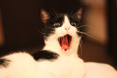 Yawning cat, black and white cat screaming