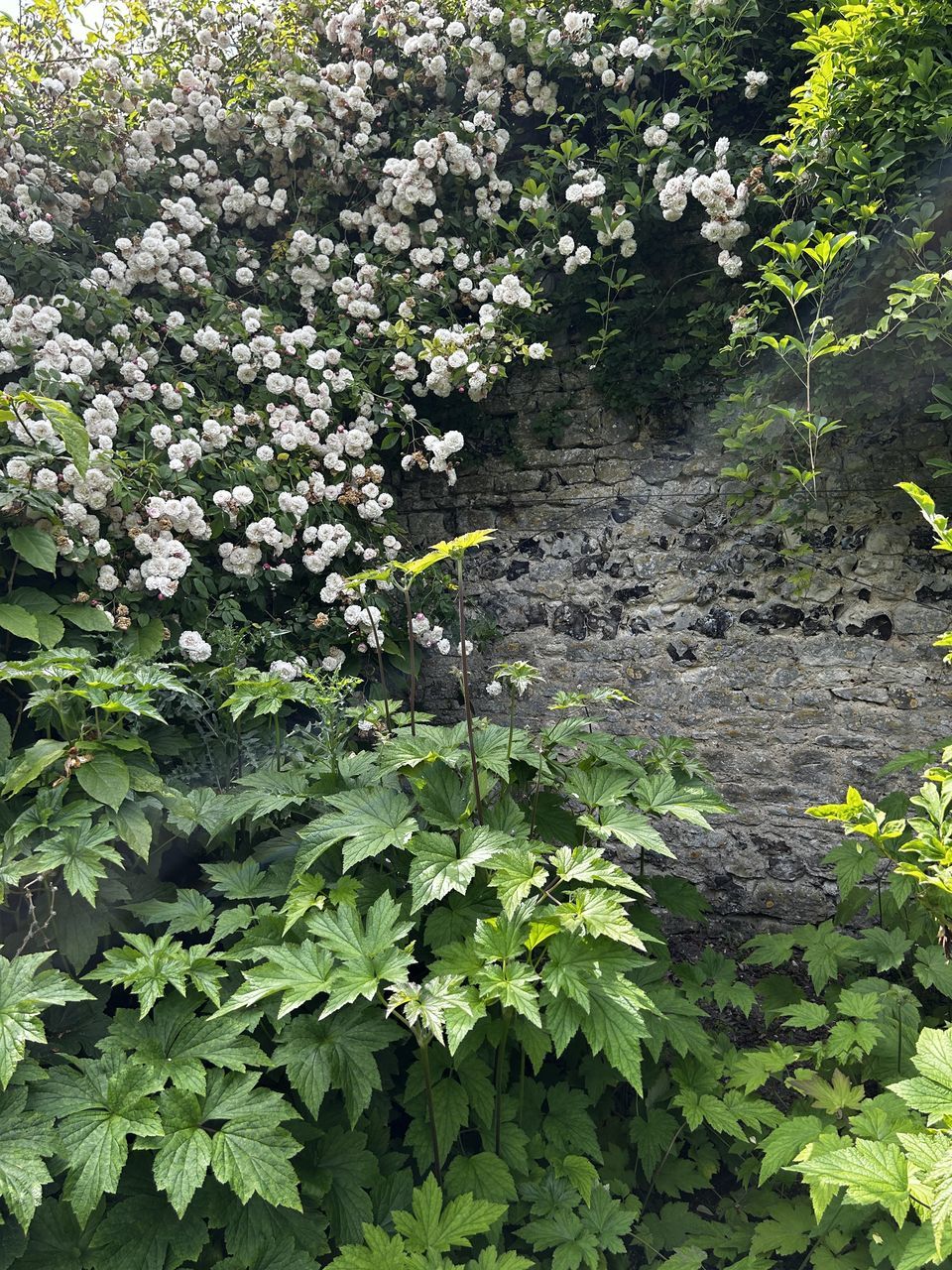 plant, growth, green, leaf, nature, plant part, flower, no people, day, beauty in nature, freshness, high angle view, flowering plant, outdoors, tree, shrub, garden, land, close-up, wildflower, fragility, tranquility, full frame, woodland, sunlight