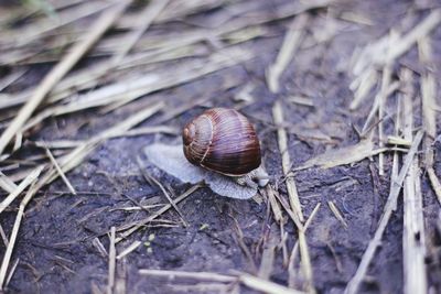 View of trees in field