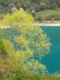 Scenic view of lake by trees on field