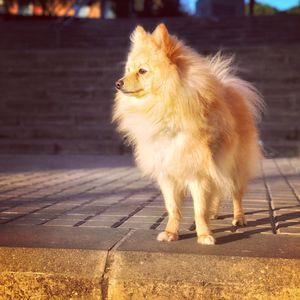 View of a dog looking away in city