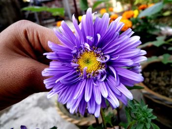 Close-up of hand holding flower