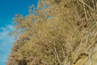 Low angle view of tree growing on field against sky