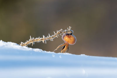 Close-up of insect on ice