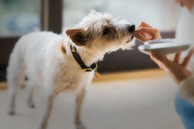 Close-up of hand holding dog