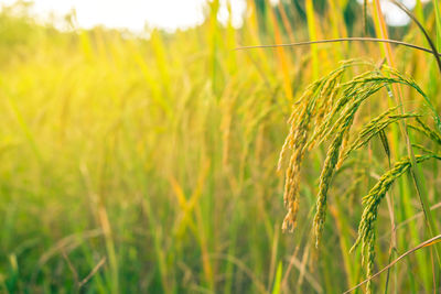 Close-up of wheat growing on field