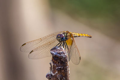 Close-up of dragonfly resting  on a twig  at the local nature reserve