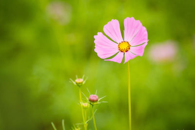 Cosmos flowers with soft natural background fresh and beautiful.