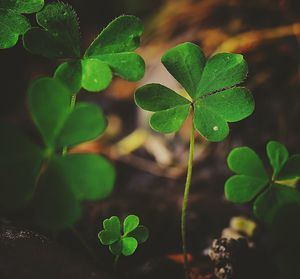 Close-up of green leaves