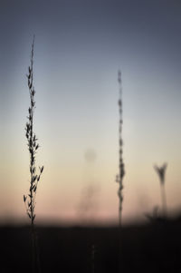 Silhouette plant on field against sky at sunset