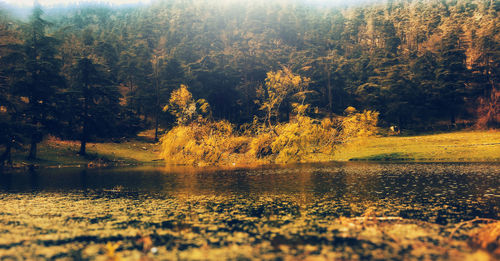 Trees by lake in forest during autumn