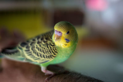 Close-up of a parrot