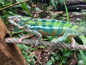 Close-up of lizard on tree