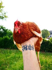 Close-up of a hand holding a bird