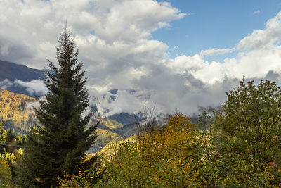 Scenic view of forest against sky