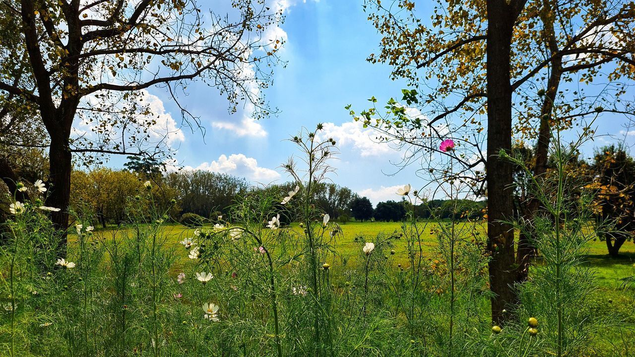 PLANTS GROWING ON LAND AGAINST SKY