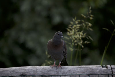 Close-up of bird perching on wood