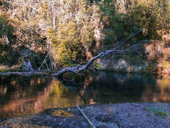 Reflection of trees in lake