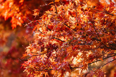 Low angle view of maple tree