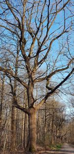 Low angle view of bare tree against sky