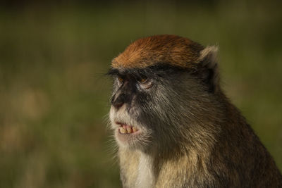 Close-up of monkey