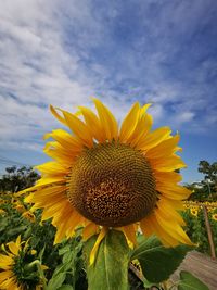 sunflower