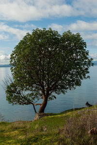 Trees on grassy field against cloudy sky